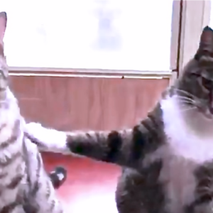 左のネコ「知らないよ〜」、右のネコ「先生、こいつですー」