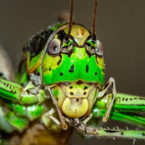イミダクロプリドとは? ヒトへの影響はないと言われているがその代謝物に毒性あり!? ほんの微量でも昆虫に影響あり (2019年最新論文)
